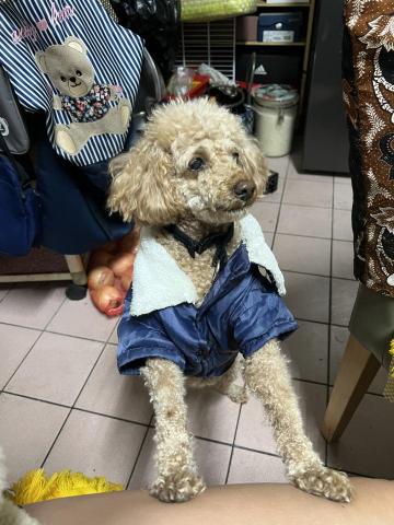 茜茜 - 婆家的狗狗