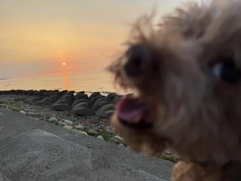 雙北寵物褓母/容容 - 我帶我以前的狗狗去看夕陽