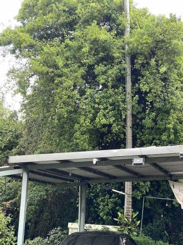 劉明鑫 - 樹枝影響台電線路