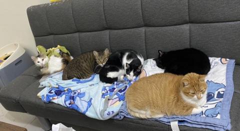 茜茜 - 家中的貓貓們
目前剩下4隻
橘白茶茶在113年底癌症去世