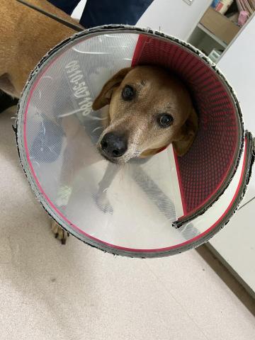 茜茜 - 之前在動物醫院照顧過的狗狗
他叫老吉 他超級可愛～