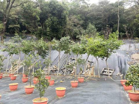 劉明鑫 - 修剪後