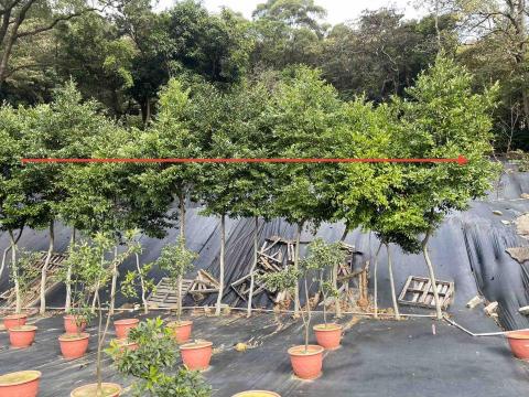 劉明鑫 - 修剪前