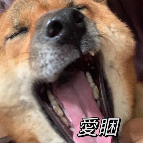 提供保母服務的專家楊