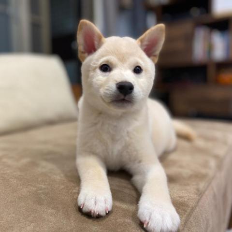 提供matlab指令服務的專家林妤倢