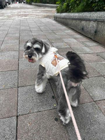 Sunny - 狗狗散步日常