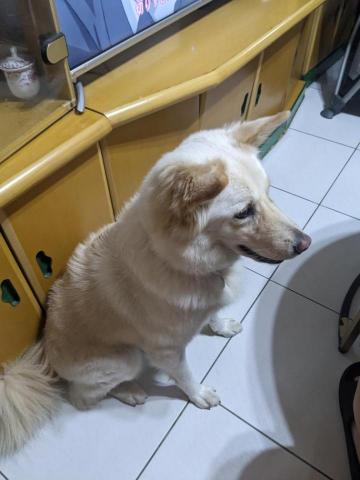 藝奇寵物住宿/安親（過年已🈵） - 樂樂