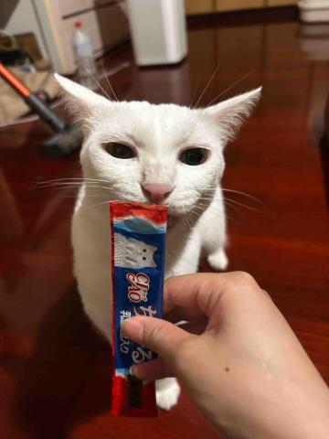 Sunny - 貓貓照顧日常