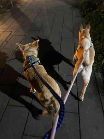 Sunny - 帶兩隻兄弟一起溜