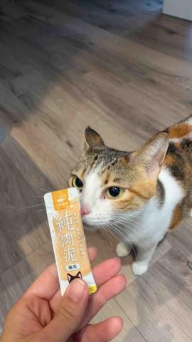 summer寵物保母 - 旎旎：原本是一隻容易緊張焦慮的貓咪，第一天沒看到本尊，不知道躲到哪裡，第二天真的非常幸運看到旎旎本人，她自己跑來蹭蹭撒嬌，讓我有種受寵若驚的感覺！