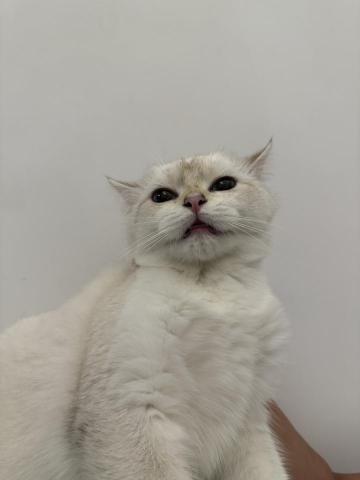 詩婷 - 待更新內容