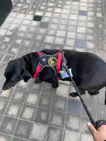 美琪寵物保姆(到府居家殘貓照顧） - 工作中