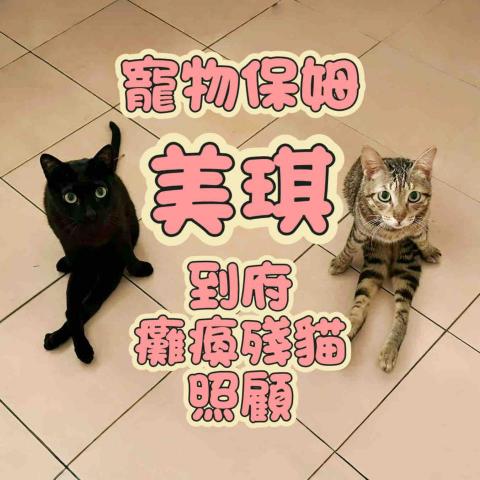 美琪寵物保姆(到府居家殘貓照顧）