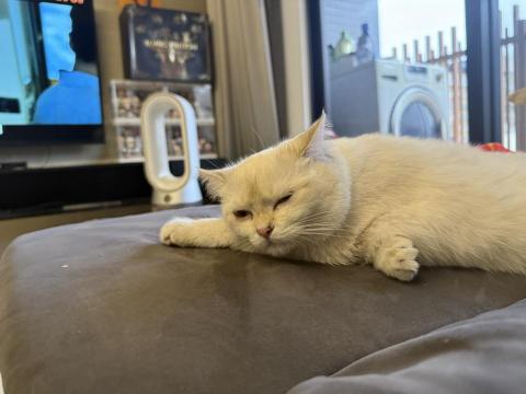 詩婷 - 待更新內容