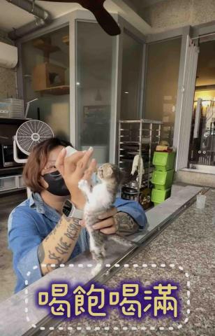 美琪寵物保姆(到府居家殘貓照顧） - 