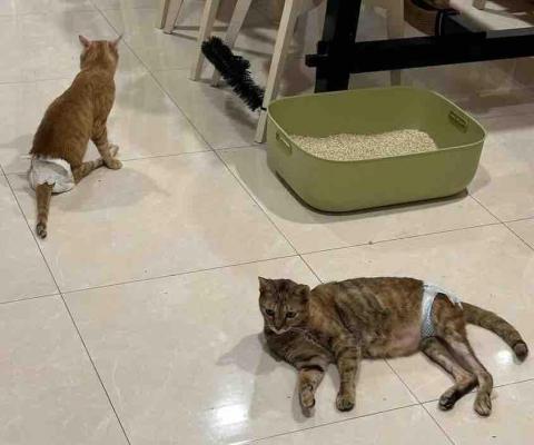 美琪寵物保姆(到府居家殘貓照顧） - 殘貓照顧