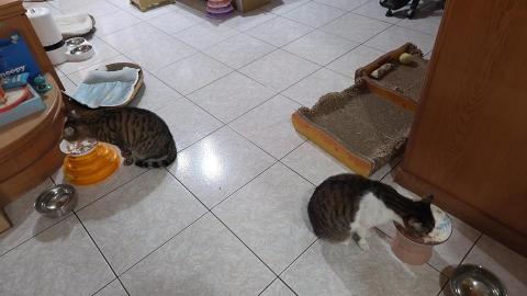 到府鐘點服務寵物保母 - 放飯中～