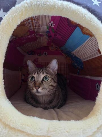 到府鐘點服務寵物保母 - 放飯完，開暖器收服貓貓