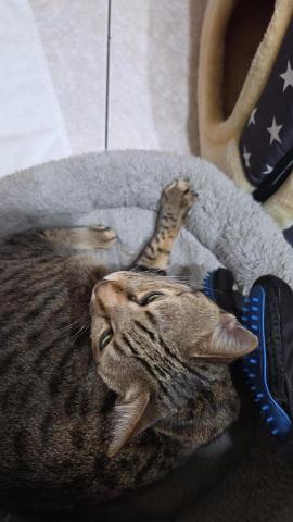 到府鐘點服務寵物保母 - 放飯完，嚕貓（非常享受)