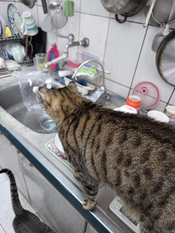 到府鐘點服務寵物保母 - 搗亂的時候，抱緊處理！☺️