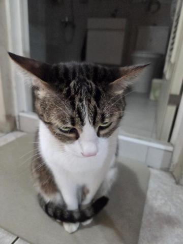 到府鐘點服務寵物保母 - 等飯中的樣子～