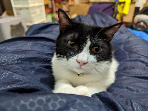 提供模板canva服務的專家Johnny Lin