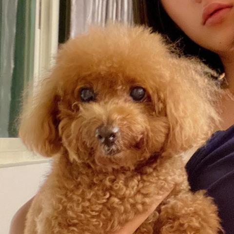 提供刻印章服務的專家Elva -到府寵物保姆