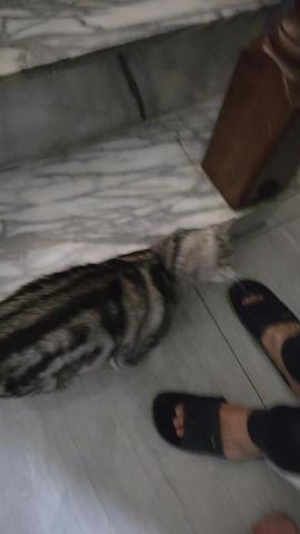 到府鐘點服務寵物保母 - 遇會迎接的貓貓