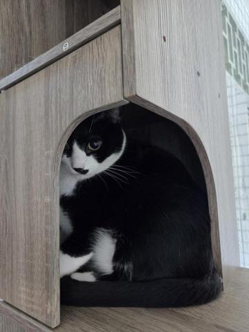 到府鐘點服務寵物保母 - 比較膽小的貓貓就當作沒看到牠XD
(讓牠知道你在，但是不會對牠造成壓力）