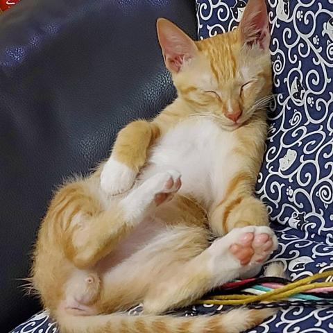 提供上門私廚服務的專家寵物保姆到府服務