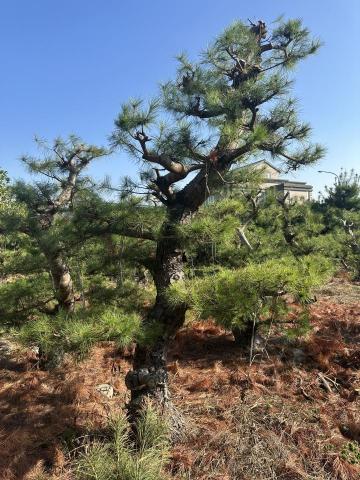 張.松樹販售園藝 - 