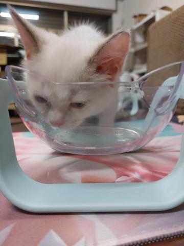 朱珠 - 小奶貓第一次吃罐頭^^一個月又29天，差一天就滿２個月～