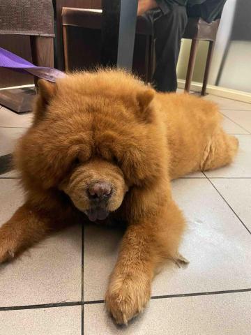 🐾嚕嚕爸（豪豪） - 