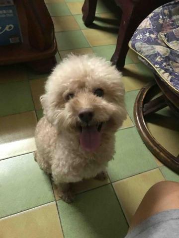 🐾嚕嚕爸（豪豪） - 