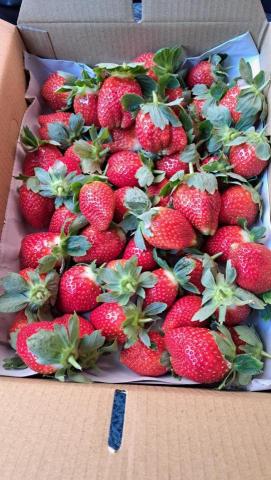 李基文 - 當季草莓