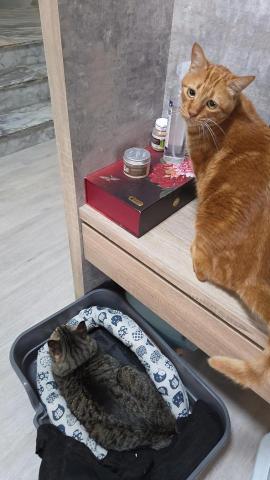 到府鐘點服務寵物保母 - 討摸摸中～