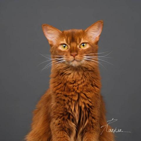 護理科目，國小國中課後輔導，伴讀 - 寵物溝通的案件