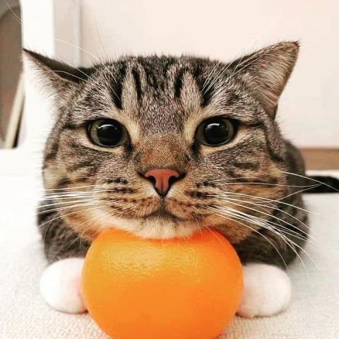 提供mp3轉文字服務的專家Eva Lin