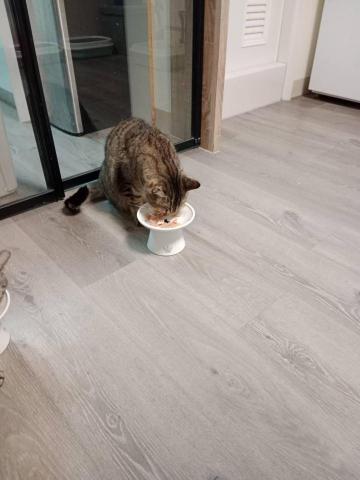 到府鐘點服務寵物保母 - 專注的吃飯！