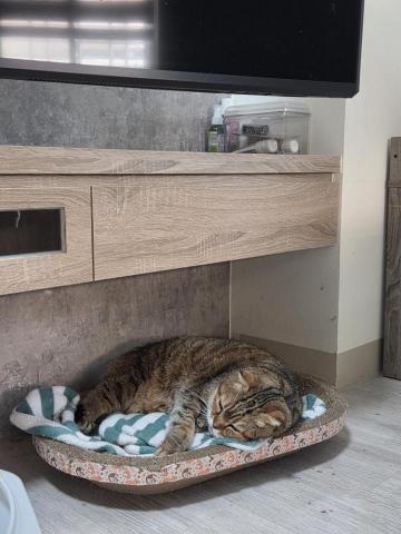 到府鐘點服務寵物保母 - 比較年長的貓貓，會特別關注！