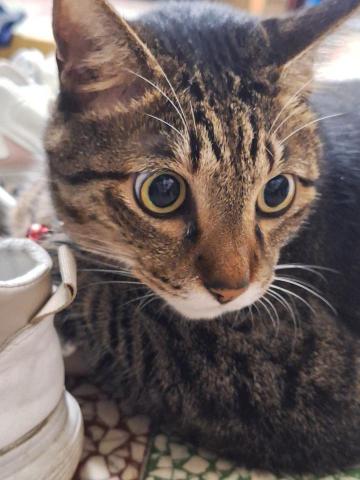 施宛倪 - 自家的貓圓潤健康性格活潑