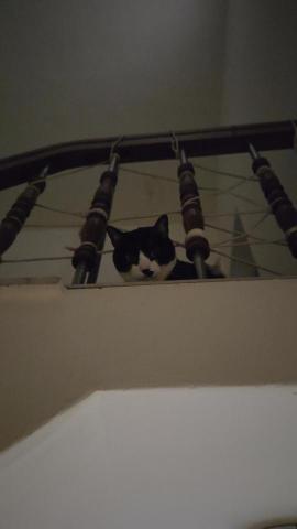 到府鐘點服務寵物保母 - 怕怕的貓貓，打個招呼就好～