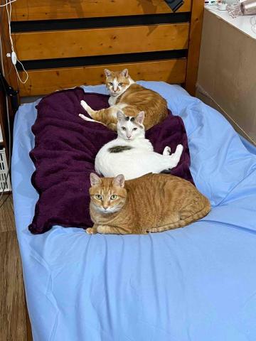 謝宜芳 - 下班回家家裡3小隻排排躺～