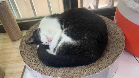 康文慈 - 這是家裡的長者貓貓?