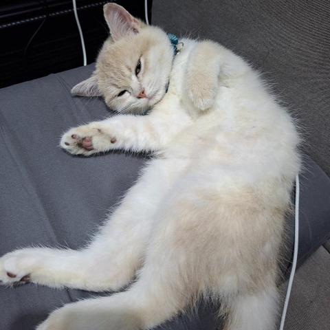 提供寄養服務的專家歐姆蛋