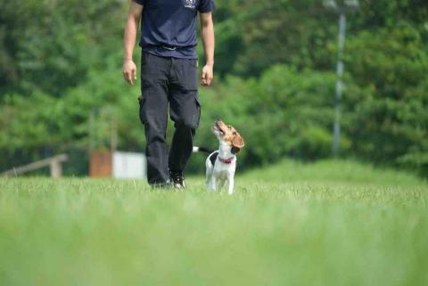 富 - 腳側伴行訓練