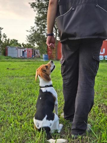 富 - 服從最基本的條件就是專注