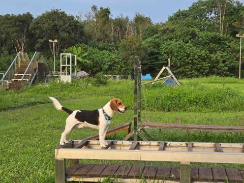 富 - 服從訓練-水平梯