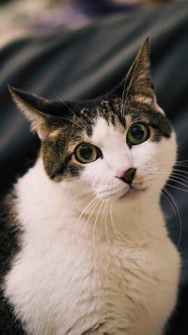 張朕洺 - 寵物攝影