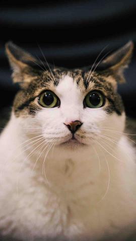 張朕洺 - 寵物攝影